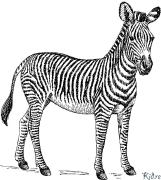 zebra Itulau Lanu Lolomi